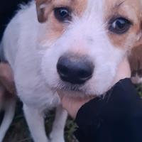 Cagnolina incrocio Jack russel