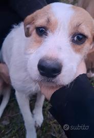 Cagnolina incrocio Jack russel
