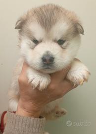 Cuccioli alaskan malamute riproduzione selezionat