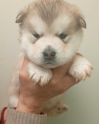 Cuccioli alaskan malamute riproduzione selezionat