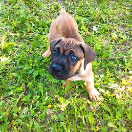 Cucciolo cane corso fulvo
