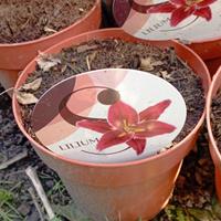 N.6 vasi di Lilium orientale colore fucsia e bianc