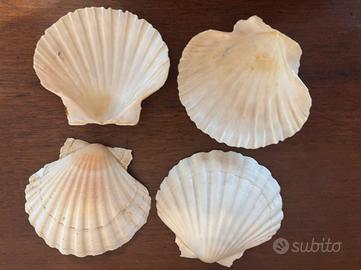Conchiglia per capasanta