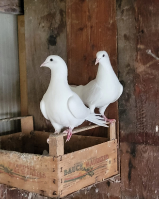 Colombe