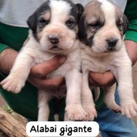 Alabai gigante detto anche asia centrale