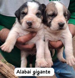 Alabai gigante detto anche asia centrale