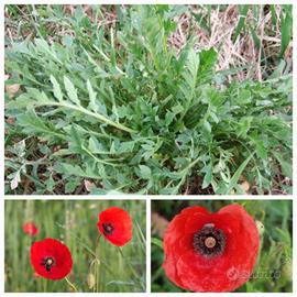 Semi di Rosolaccio o Papavero di campo