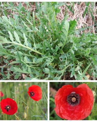 Semi di Rosolaccio o Papavero di campo