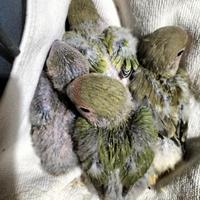 Pulli di inseparabili