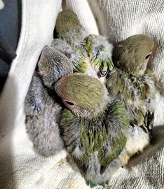 Pulli di inseparabili