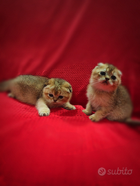 Cuccioli Scottish fold 2,5 mesi