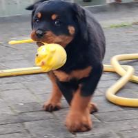 Ultime 2 Cucciole di Rottweiler disponibili