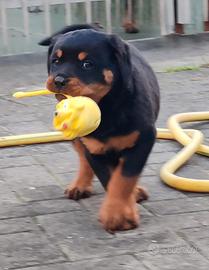 Ultime 2 Cucciole di Rottweiler disponibili