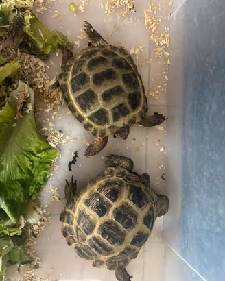 Tartarughe di terra Horsfieldi