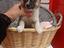 Immagine 1