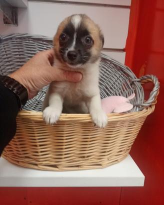 Spitz maltese