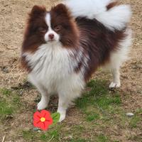 Spitz di Pomerania femmina ICU