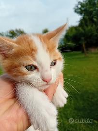 Gattino rosso e bianco