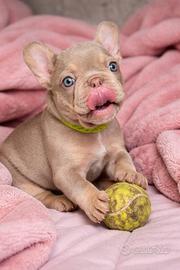 Bulldog Francese New Shade Isabella tan