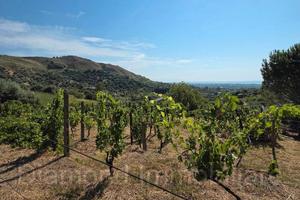 Terreno agricolo vigneto e uliveto a Calatabiano
