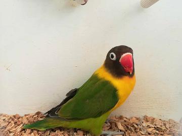 Inseparabile mascherato femmina verde/ino