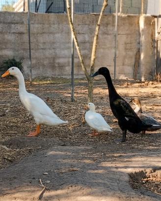 Anatre corritrici e anatre call duck