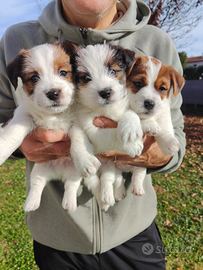 Cuccioli Jack Russell