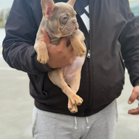 Bulldog francese Exotic