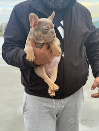 Bulldog francese Exotic