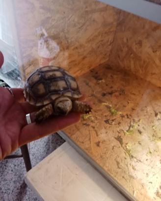 Disponibile tartaruga ?