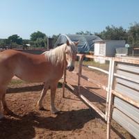 Cavalla Haflinger