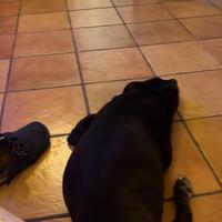 Cagnolina dolce, un cuore grande