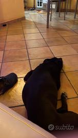 Cagnolina dolce, un cuore grande