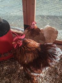 Gallo di concincina nana 