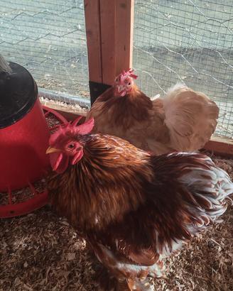 Gallo di concincina nana 