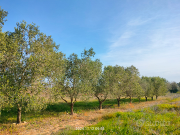 Terreno agricolo are 56 neviano