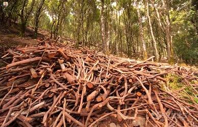 legnetti e rami di potatura 