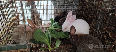 Giovani conigli età 2 mesi