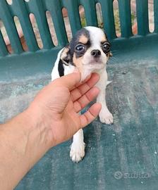 chihuahua 