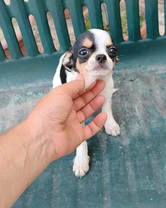 chihuahua 