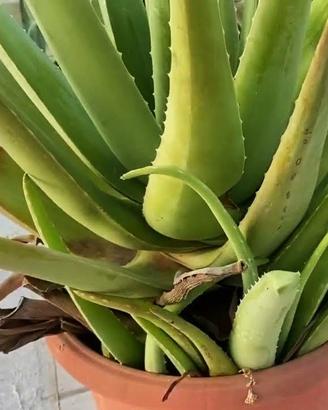 Bellissimaa pianta aloe vera in vaso 