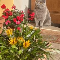 British Shorthair maschio per monte