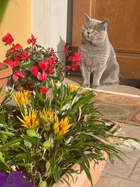 British Shorthair maschio per monte