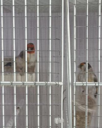 Cardellini Maior mutati