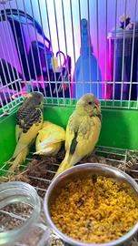 Cocorite giovani - sane e vivaci