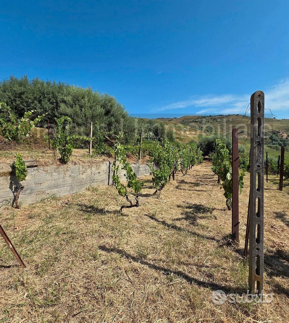 Terreno agricolo vigneto e uliveto a Calatabiano - Vista 5