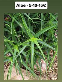 Aloe striatula 