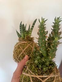 Pacchetto due Kokedama