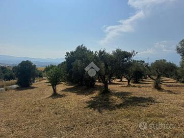 TER. AGRICOLO A TARSIA