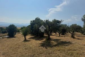 TER. AGRICOLO A TARSIA